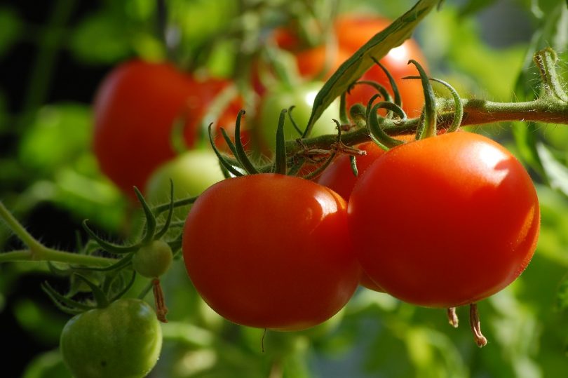 Tomaten